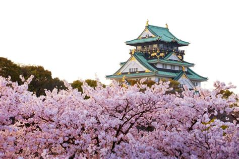 Osaka Castle Park Cherry Blossom Osaka Guide Osaka Castle Just One