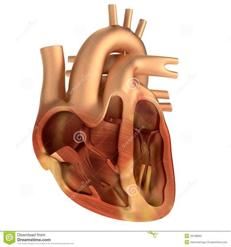 3d rendent du coeur humain illustration stock. Illustration du rendez ...