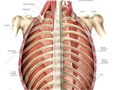Rib Cage Muscles Diagram Ribs Rule The Importance Of The Rib Cage Max
