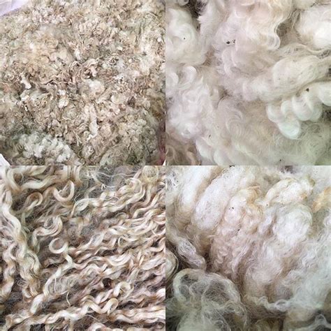 The Top Photos Are Mohair From Our Beautiful Angora Goats The Bottom