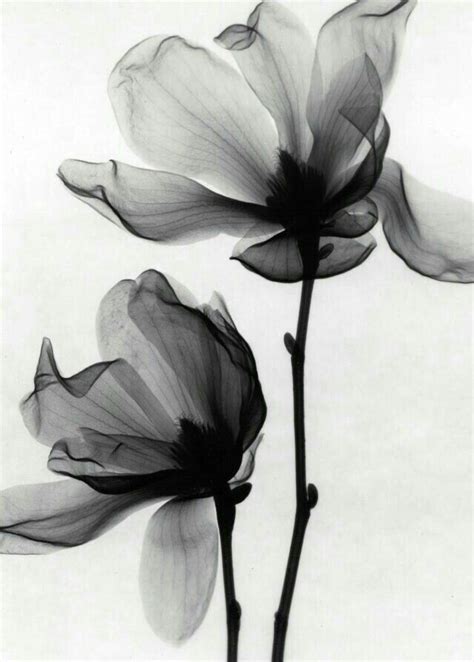 Pin By Deborah Annღ On ღ Life Is Beautiful ღ Xray Art Flower