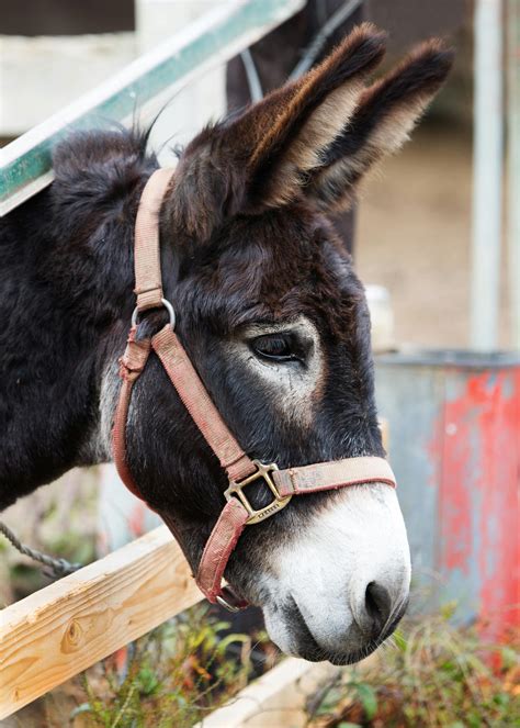 Black Donkey Behind Brown Cage · Free Stock Photo