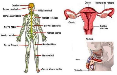Sistemas Nervioso Y Reproductivo Mind Map