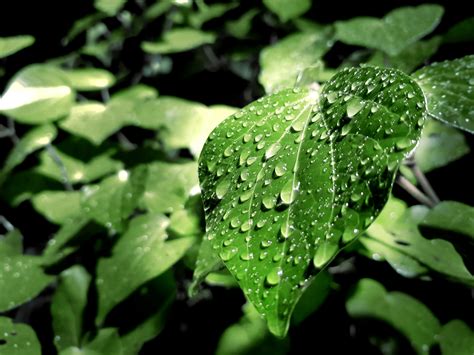 Green Leaf With Water Droplets On Top · Free Stock Photo