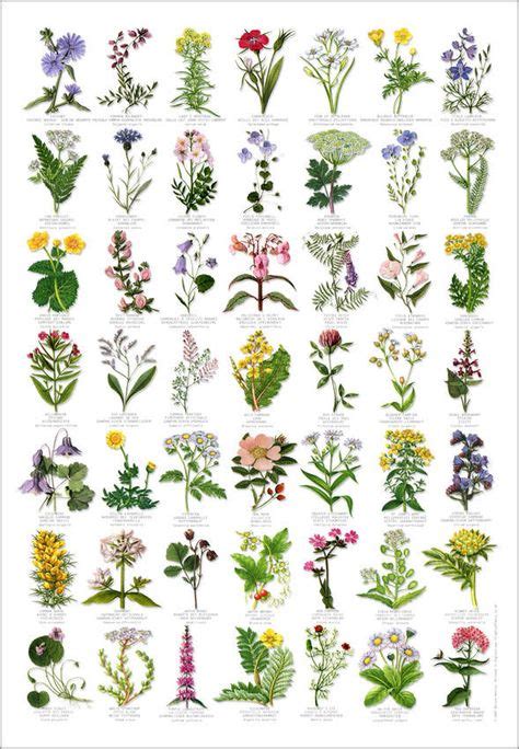 British Wild Flowers Identification Chart Nature Poster Wild Things