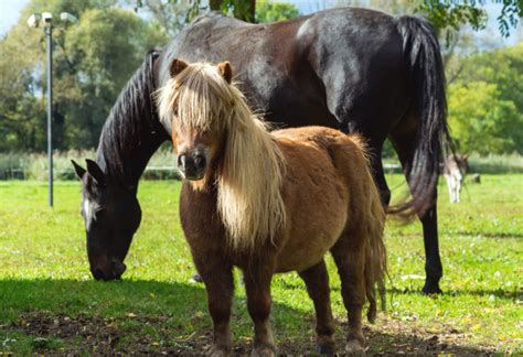 The 12 Differences Between Horses And Ponies What You Should Know