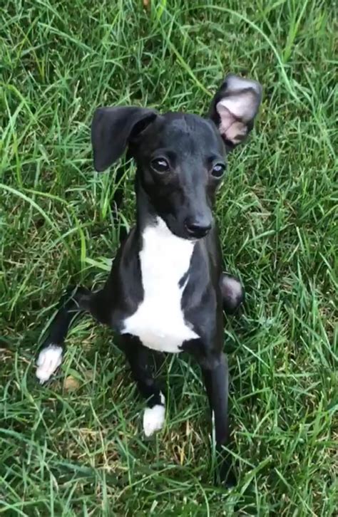 Italian Greyhound Puppies For Sale Voorhees Township Nj 305439