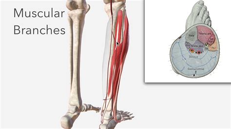Fibular Artery Anatomy Branches And Relations Youtube