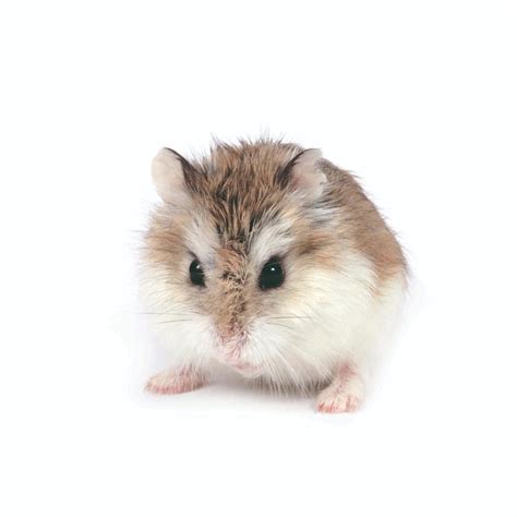 Hamster De Roborovski Comportement Et Soins Avec Photos