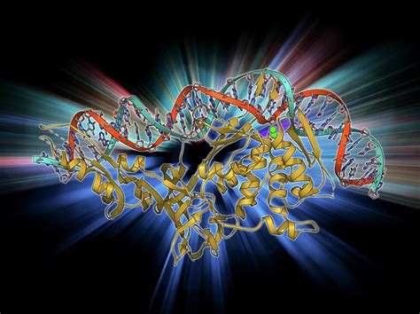 Asked in principles and process of biotechnology by lifeeasy biology. Endonuclease And Dna Photograph by Laguna Design