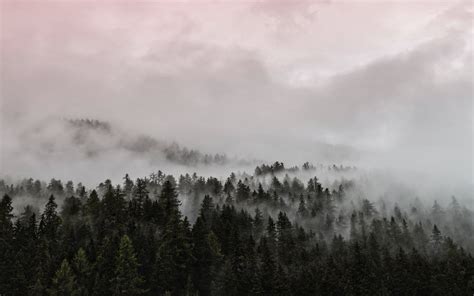 Download Nature Fog 4k Ultra Hd Wallpaper