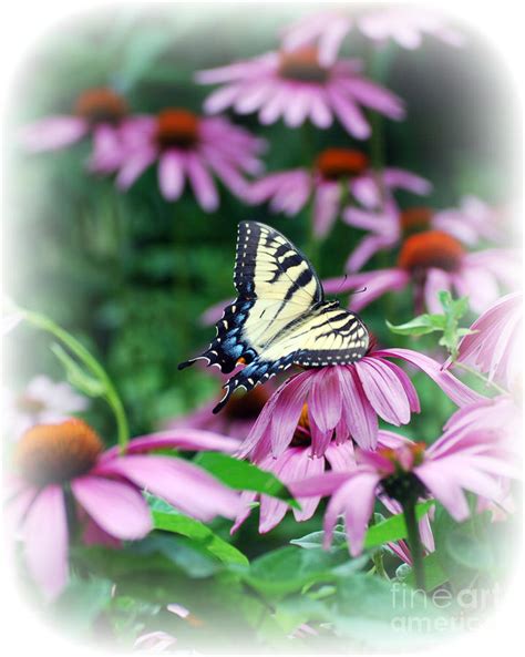 Swallowtail On Cone Flower Photograph By Lila Fisher Wenzel Fine Art