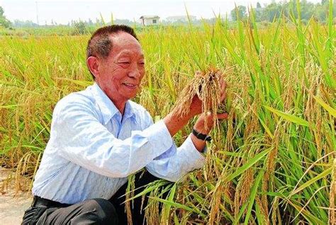 Chinas Super Hybrid Rice Expected To Yield 17 Tons Per Hectare