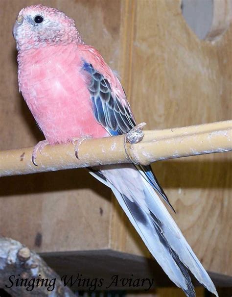 Pink Parakeetbudgie Parakeet Parrot Australian Parrots
