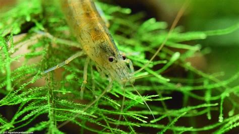 Amano Shrimp Care Feeding Algae Eating Size Lifespan Video