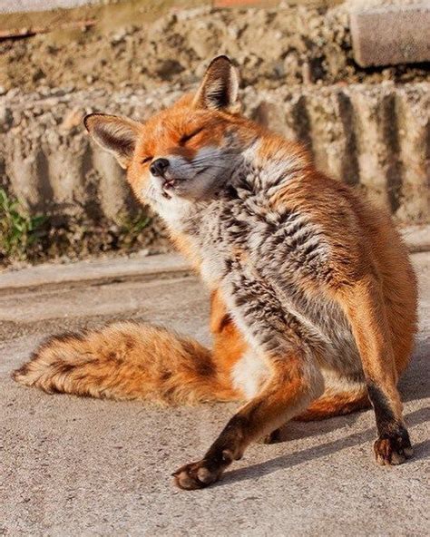 Everything Fox Red Fox In Its Natural Habitat Red Fox Habitat Pet