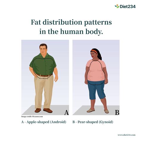 Fat Distribution In Your Body And Care Measures To Take Diet234