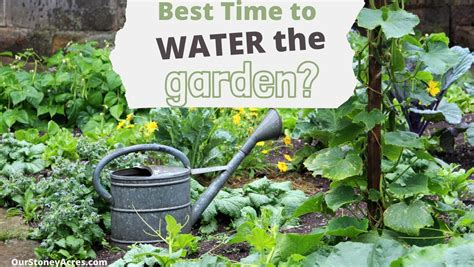 When Is The Best Time To Water Plants Our Stoney Acres