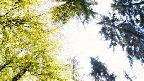 Panorama Worm S Eye View Of Trees Branches Forest Hd Nature Wallpapers Hd Wallpapers Id