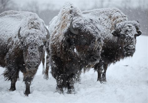 Buffalo In The Blowing Snow Photograph By Laszlo Gyorsok