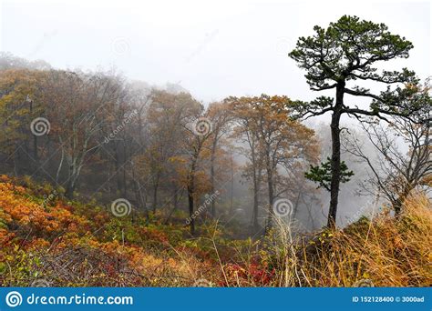 Aerial View Of Mountain Forests In Bright Autumn Colors Stock Photo