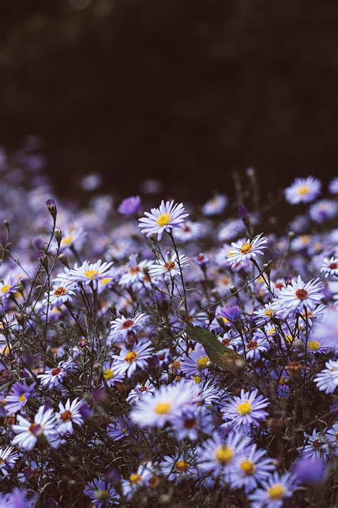 Flowers Purple Bloom Wild Plants Hd Phone Wallpaper Peakpx