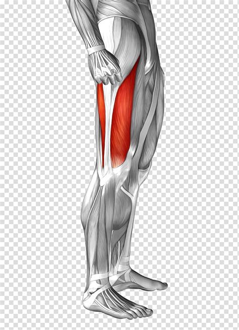 Functions Of The Tensor Fasciae Latae Preview Human A
