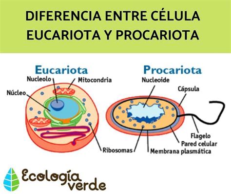 en el siguiente cuadro completa lo siguiente célula eucariota y célula