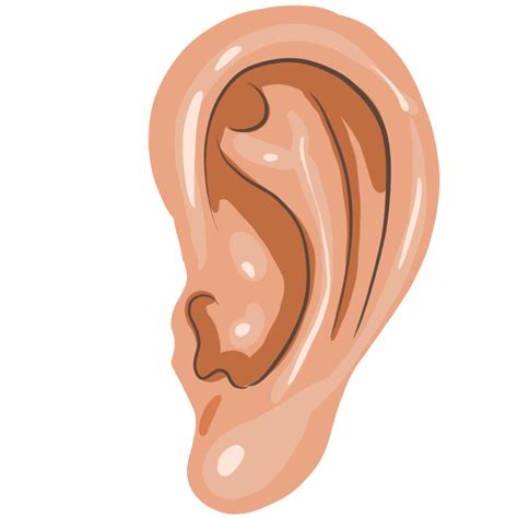 Уши рисунок для детей - 65 фото