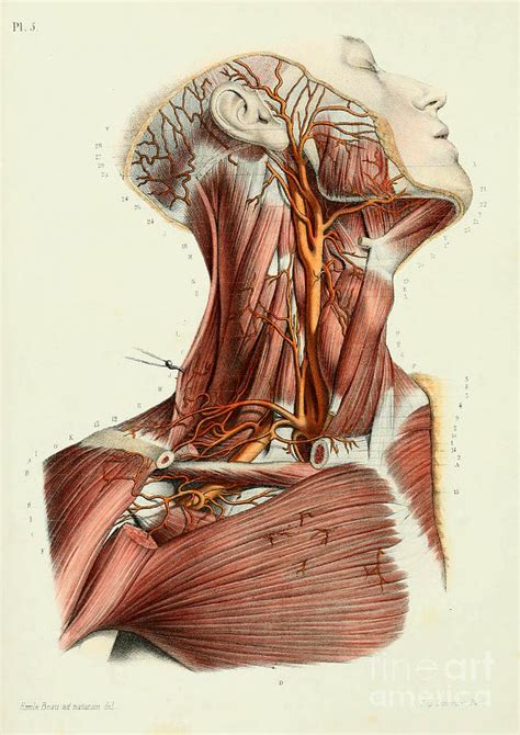 Anatomy Of Upper Yorso Female Human Anatomy Torso Showing Intestines