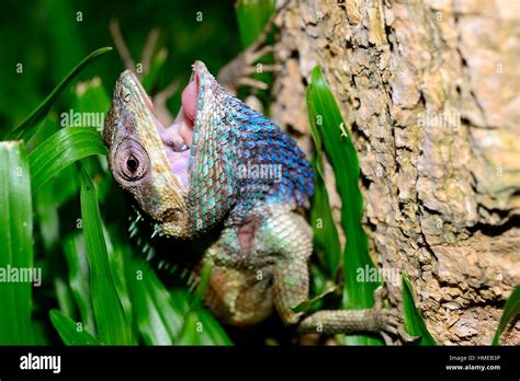 Blue Crested Lizard Calotes Mystaceus In Chiang Mai Thailand Stock