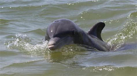 Warning Over Dangerous Dolphin That Separates Swimming Children From