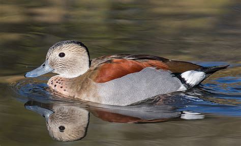 Top 10 Most Beautiful Ducks In The World Arenapile