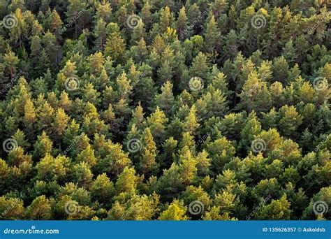 Beautiful Panoramic Photo Over The Tops Of Pine Forest Aerial View