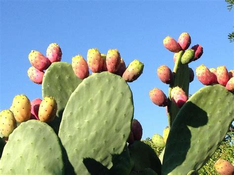 How Prickly Pear Can Help Manage Neuropathy Premier Vitality