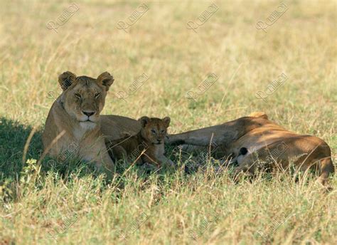 ライオンの家族 ケニア マサイマラ 写真 アールクリエーション