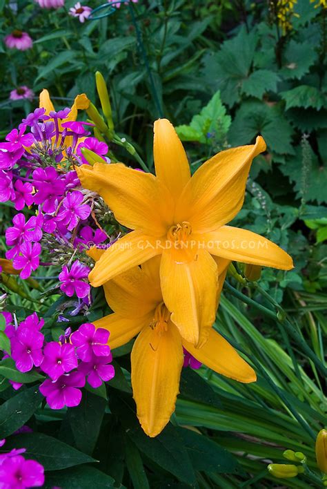Daylilies And Phlox In Bloom Together Plant And Flower Stock