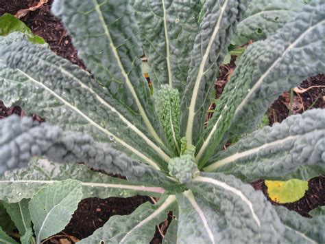 Brassica Oleracea Acephala Group Collard Collards Decorative Kale