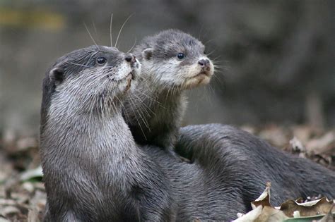10 Facts You Might Not Know About The Adorable Otter