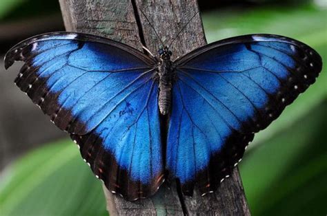 15 Blue Animals In Nature Names Characteristics And Photos