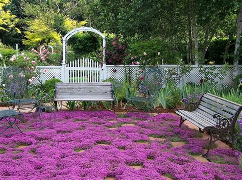 Mix and match perennial plants and bulbs and save 20%. Creeping Thyme ground cover, 1000 seeds, fragrant herb ...