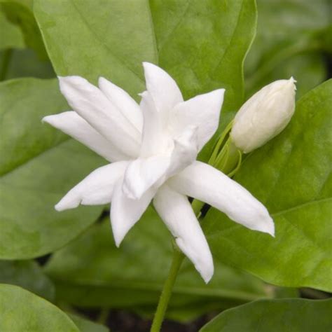 Jasmine ‘belle Of India Jasminum Sambac