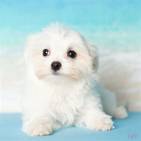 Coco Maltese Puppy Adopted In Ft Lauderdale Puppy Id 03229861
