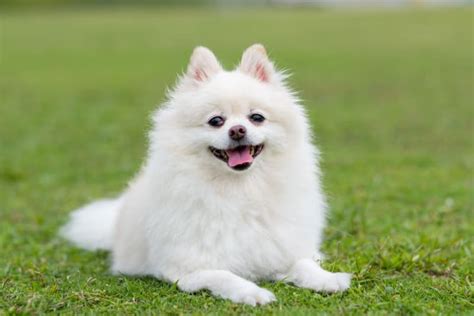 The Top Cutest Dog Breeds That Stay Small Forever Cincinnati Vets