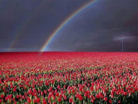 Amazing Double Rainbow With Lightning Over Tulip Field Rainbow