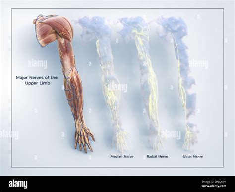 Upper Body Anatomy Fotografías E Imágenes De Alta Resolución Alamy