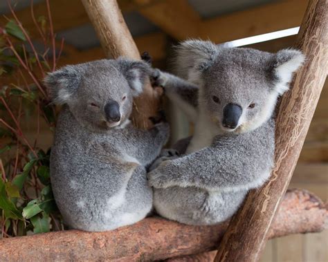 Pin On Koala World Of Cuteness