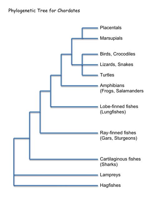 Simple Phylogenetic Tree Of All Animals