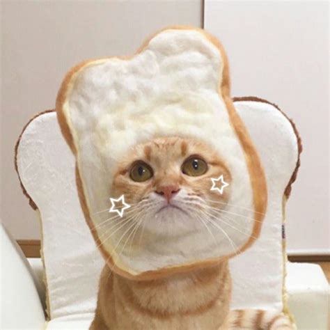 #wholesome #wholesomememes #memes #wholesomememe #wholesomeedit #wholesomeedits #wholesome #purememes #cutememes #dailymemes #ily #bf #gf… Hei! 38+ Sannheter du Ikke Visste om Meme Pfp Cat! Sick of ...