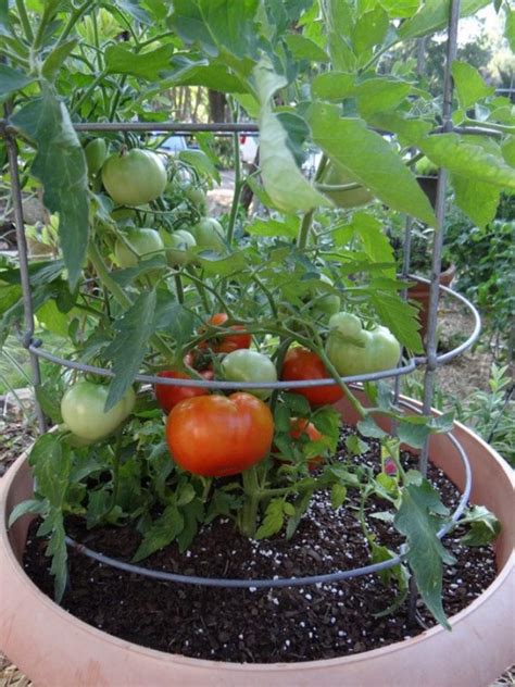 27 Charming Watering Tomato Plants In Pots Inspiratif Design